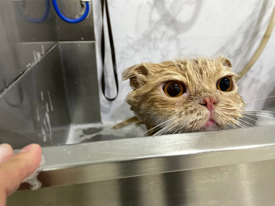 貓的王美 | WANG MEI CAT's Grooming