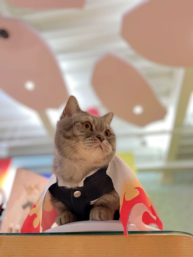 貓的王美 | SERVICE - Cat's Shop