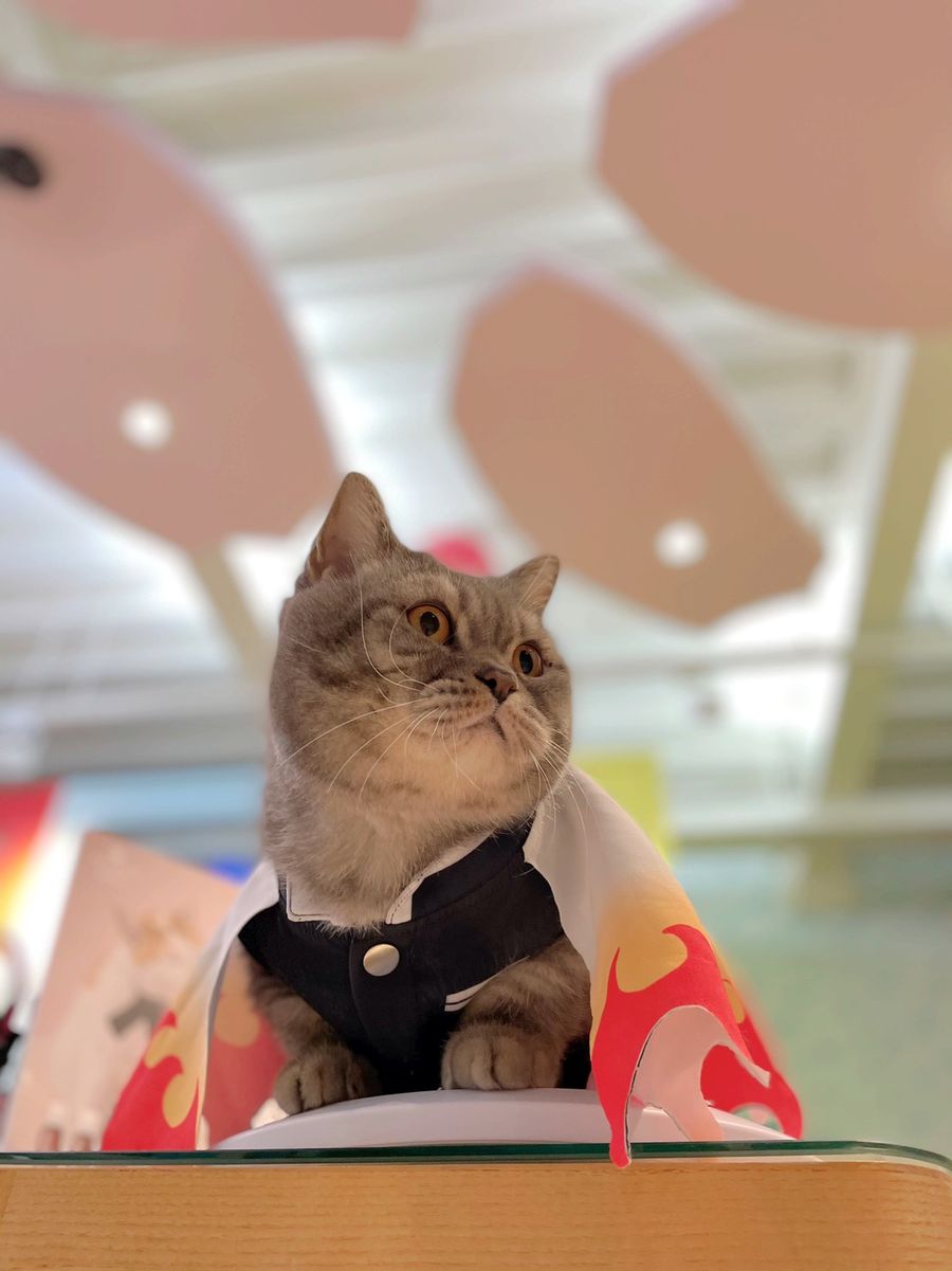 貓的王美 | SERVICE - Cat's Shop
