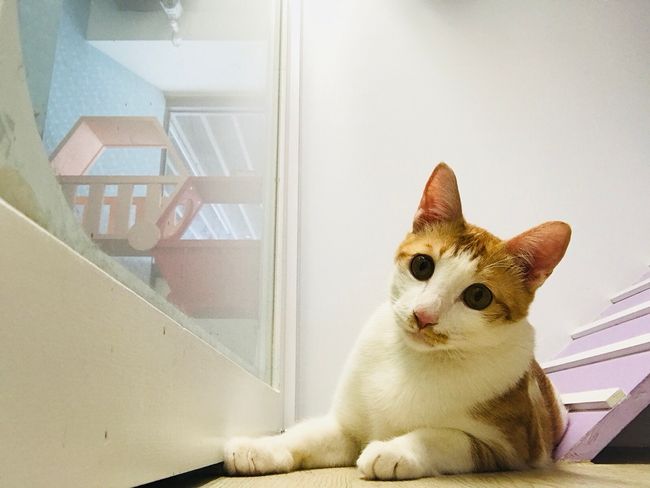 貓的王美 | SERVICE - Hotel