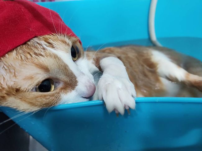 貓的王美 | SERVICE - Grooming