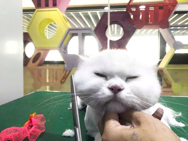 貓的王美 | SERVICE - Salon