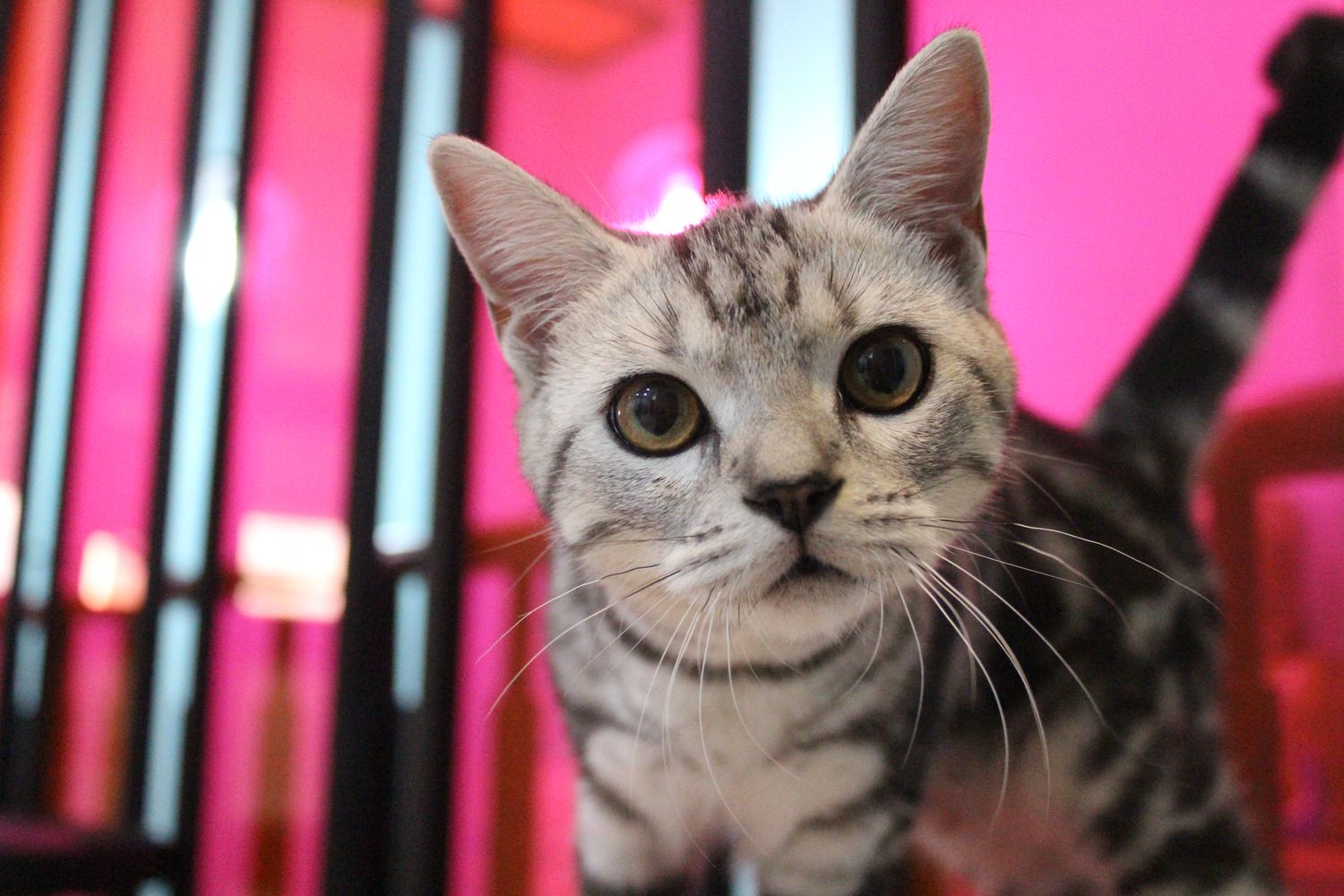 貓的王美 | Sign Up for 5% OFF