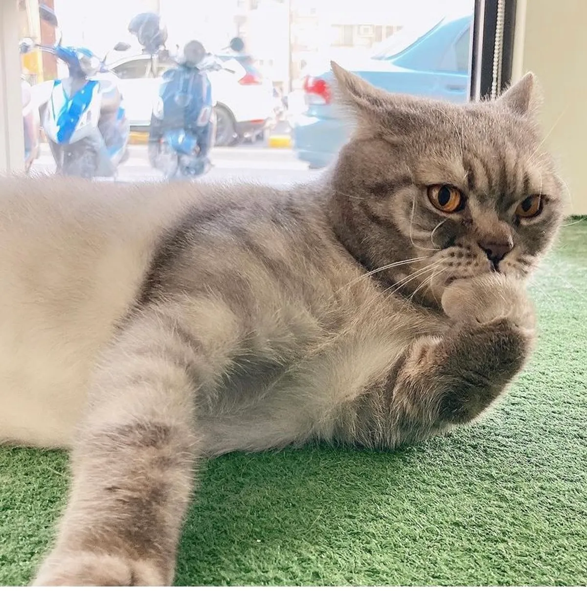 貓咪還是會自我反省的 貓的王美