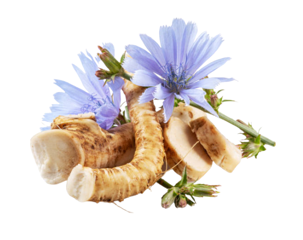Chicory Root Transparent