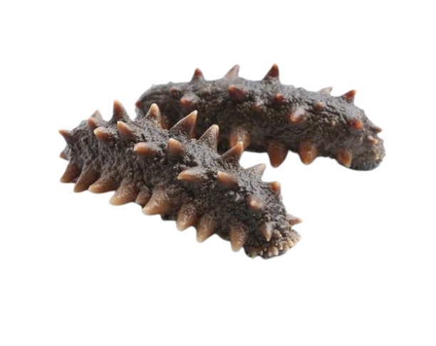 Sea Cucumber