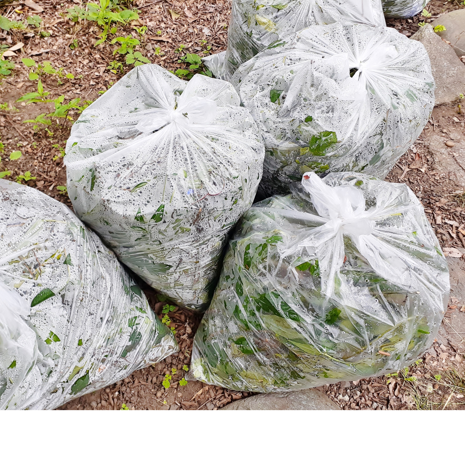 園藝維護-1 - 複製