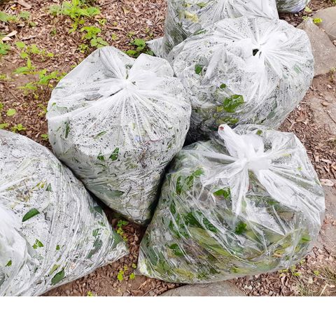 園藝維護-1 - 複製