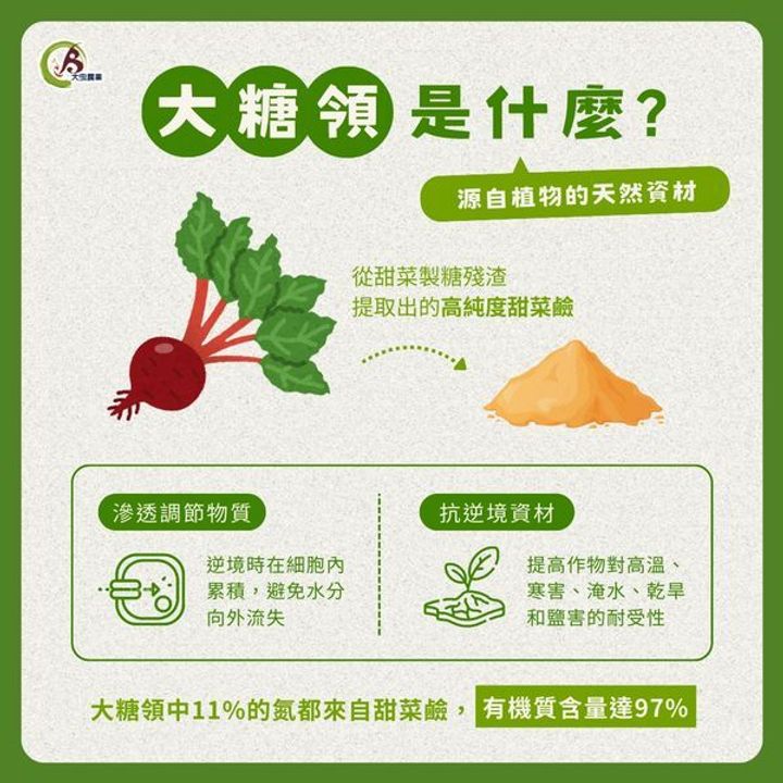 蝦皮-大糖領-2