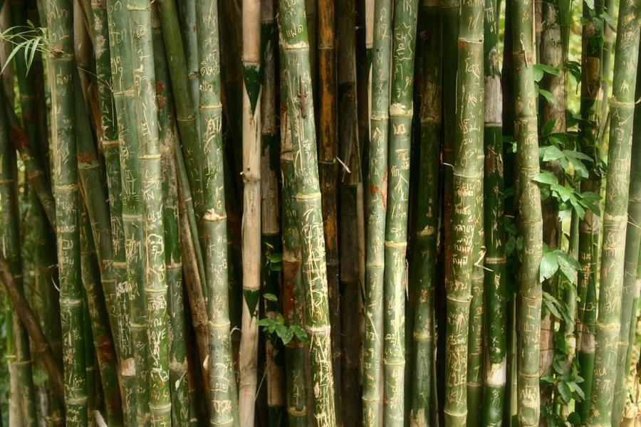 bamboo-with-engravings_900x.jpeg