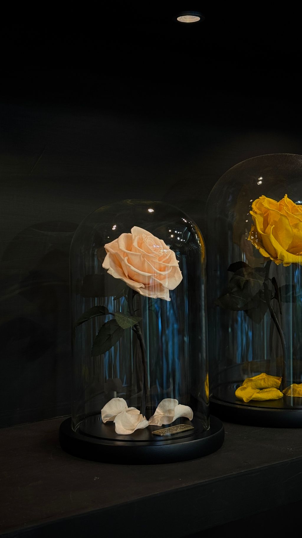 image_28125DBD-E35D-4CC2-BDF1-5BFBC71BE2FE_1756268070