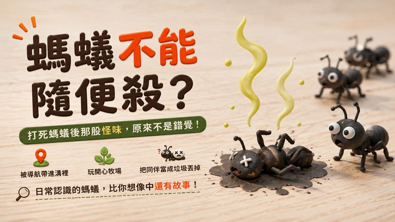 🐜不能隨便殺？你不知道的螞蟻冷知識