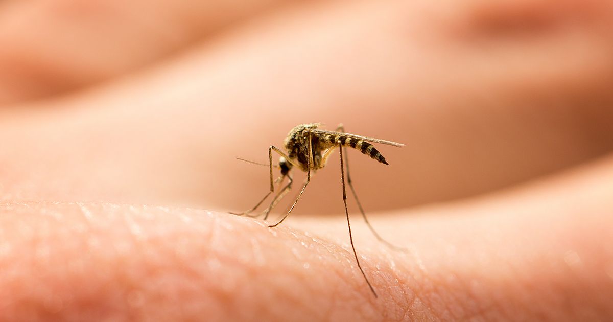 【防蚊】天氣越來越熱，你也被蚊子纏上了嗎？