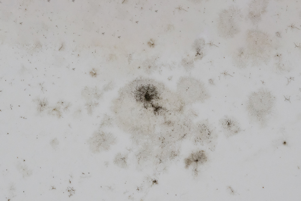 black-spots-mold-fungi-wall