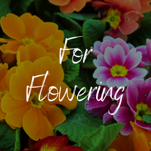 For Flowering 1.png