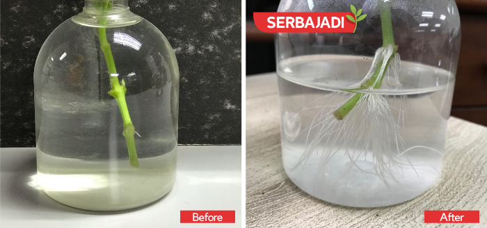 Serbajadi Grow Joy Shop - Testimonial of Serbajadi Rooting Powder