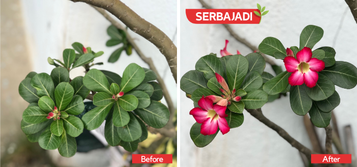 Serbajadi Grow Joy Shop - Customer Testimony for Serbajadi Adenium King Fertilizer