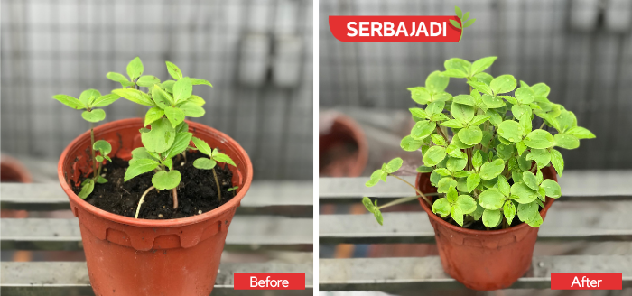Serbajadi Grow Joy Shop - Serbajadi Plant Food Growing Inducer 45 Fertilizer