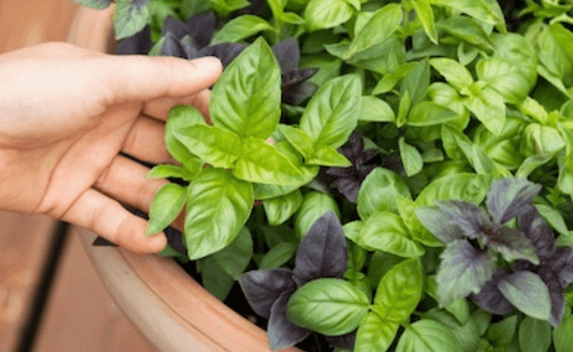 Growing Your Own Herbs