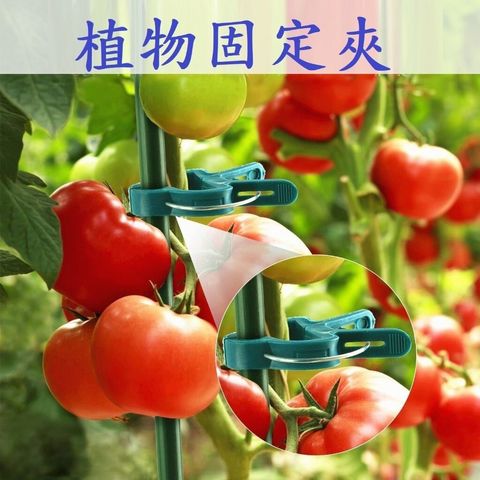 sg-11134201-7rd6q-m7t61wg0g64148