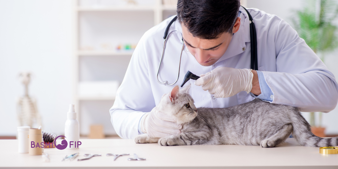 5 Jenis Tes Yang Dapat Dilakukan Untuk Mendiagnosis Kucing FIP (Feline Infectious Peritonitis)