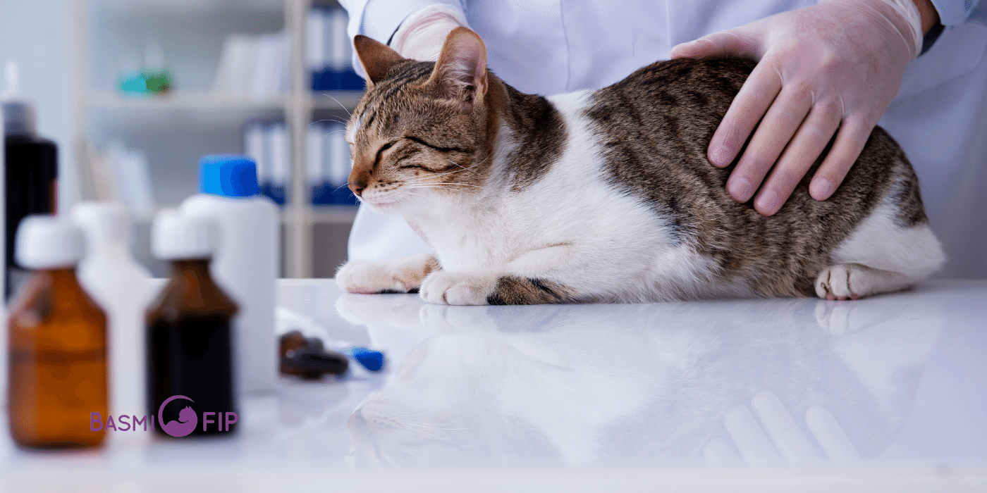 GS441524, Pengobatan Baru yang Efektif untuk FIP pada Kucing | Basmifipid.com