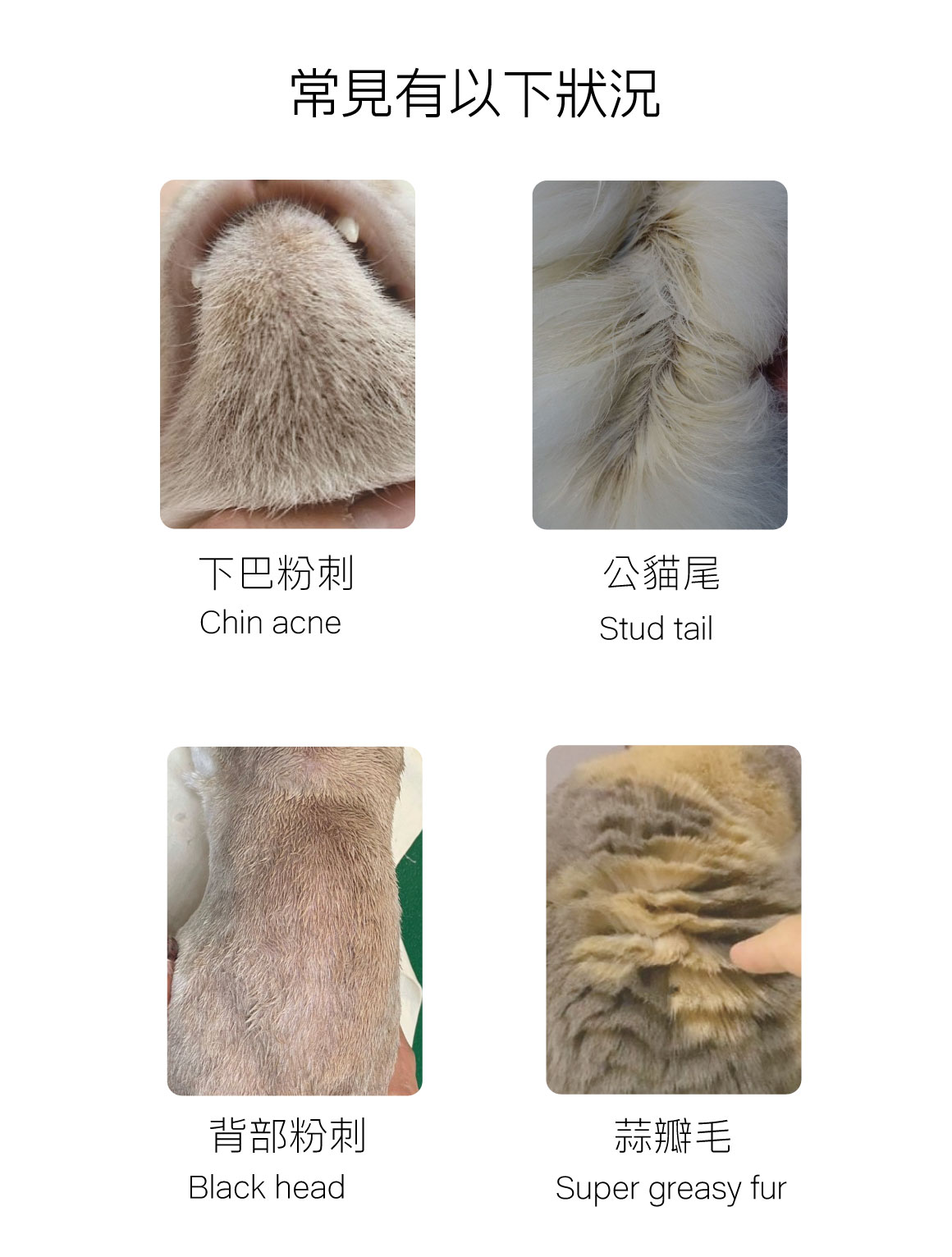 貓的皮毛感覺很油膩，為什麼？大字02