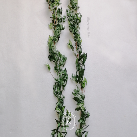 DAUN 2.png