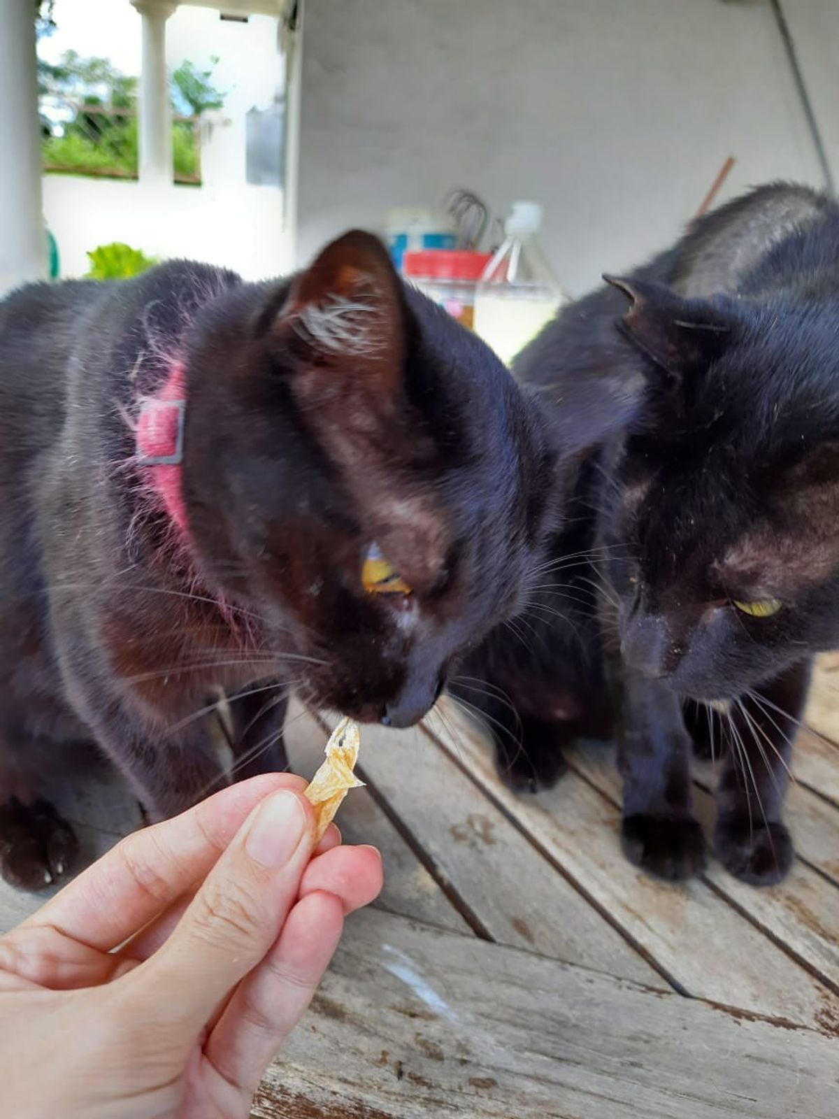 Pet Treats: Freeze Dried or Dehydrated?