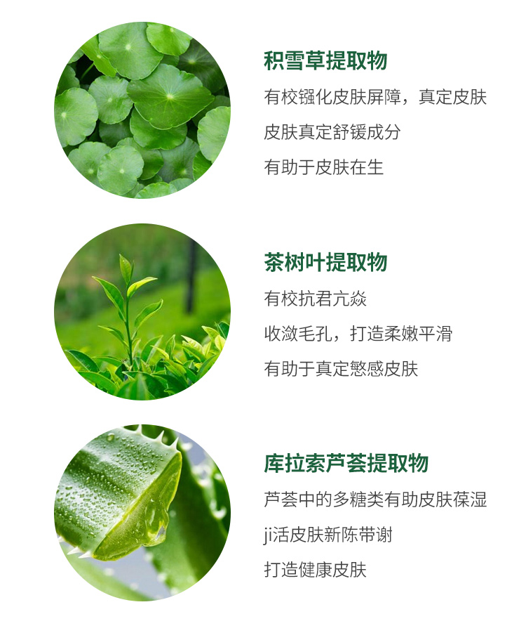 centella chinese 5.jpg