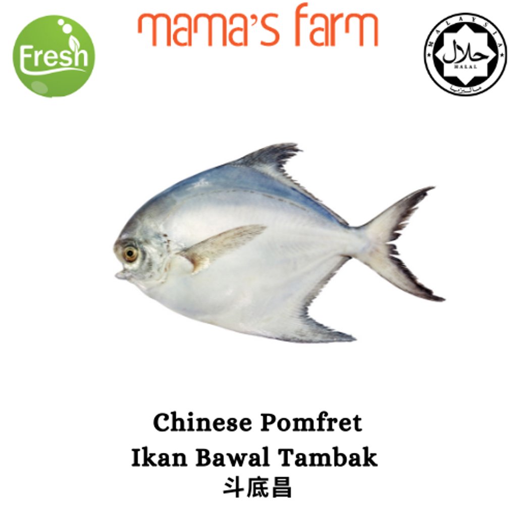 Chinese Pomfret Ikan Bawal Tambak Mama S Farm Store