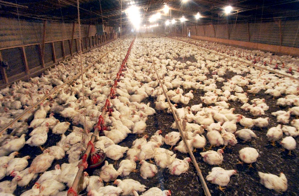 When A Chicken Farm Moves Next Door, Odor May Not Be The Only Problem : The  Salt : NPR