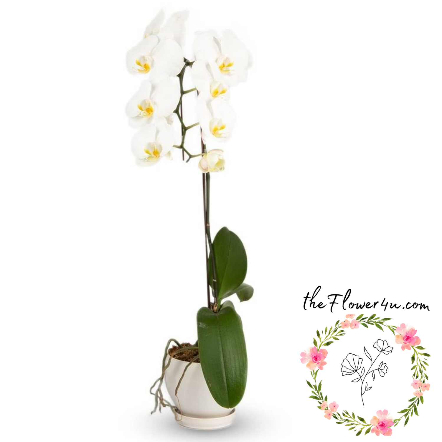 INA-FLOWER 1 (11).png