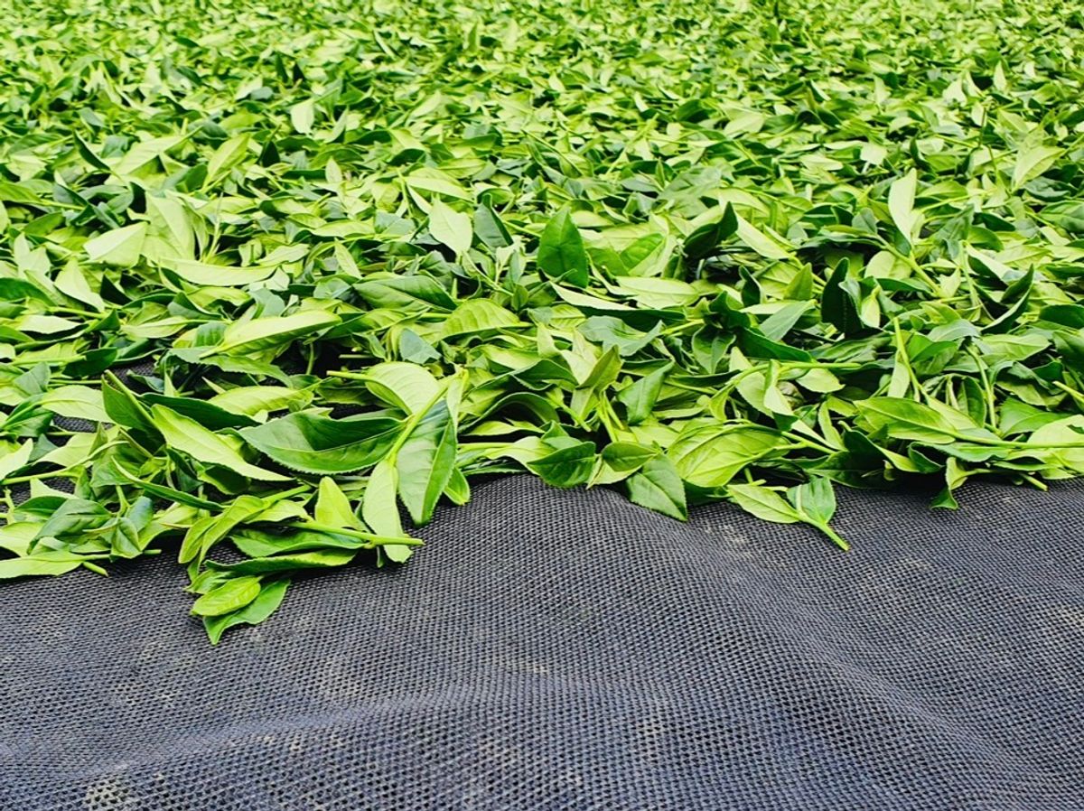 2026春茶開採中｜南投鹿谷凍頂烏龍茶最新採茶進度與製茶工藝