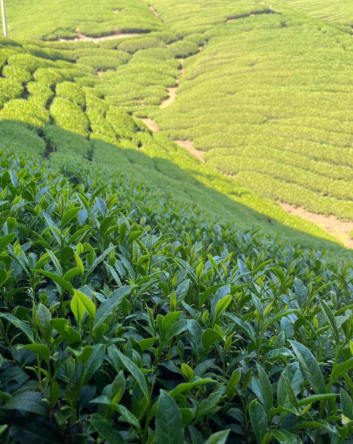 剛剛好的茶，剛剛好的心意｜鹿谷凍頂烏龍茶的職人故事與送禮推薦