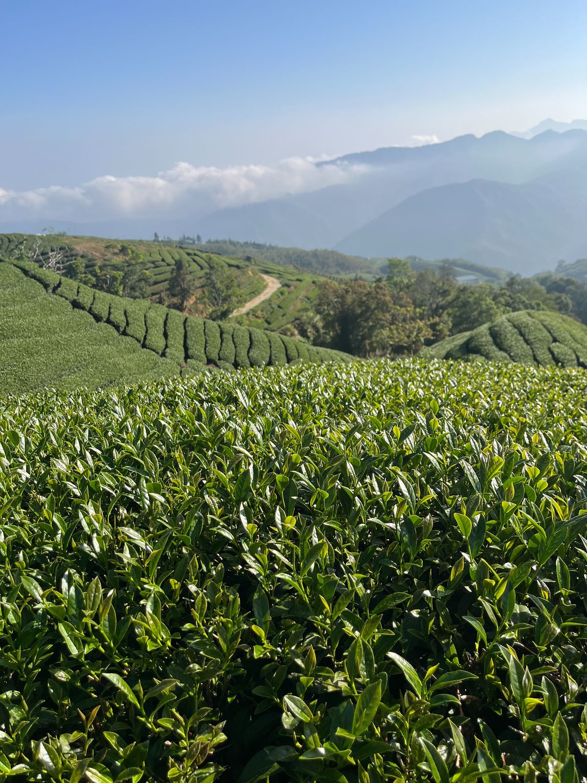 茶園的一天｜為什麼好茶來自「剛剛好的時間」？