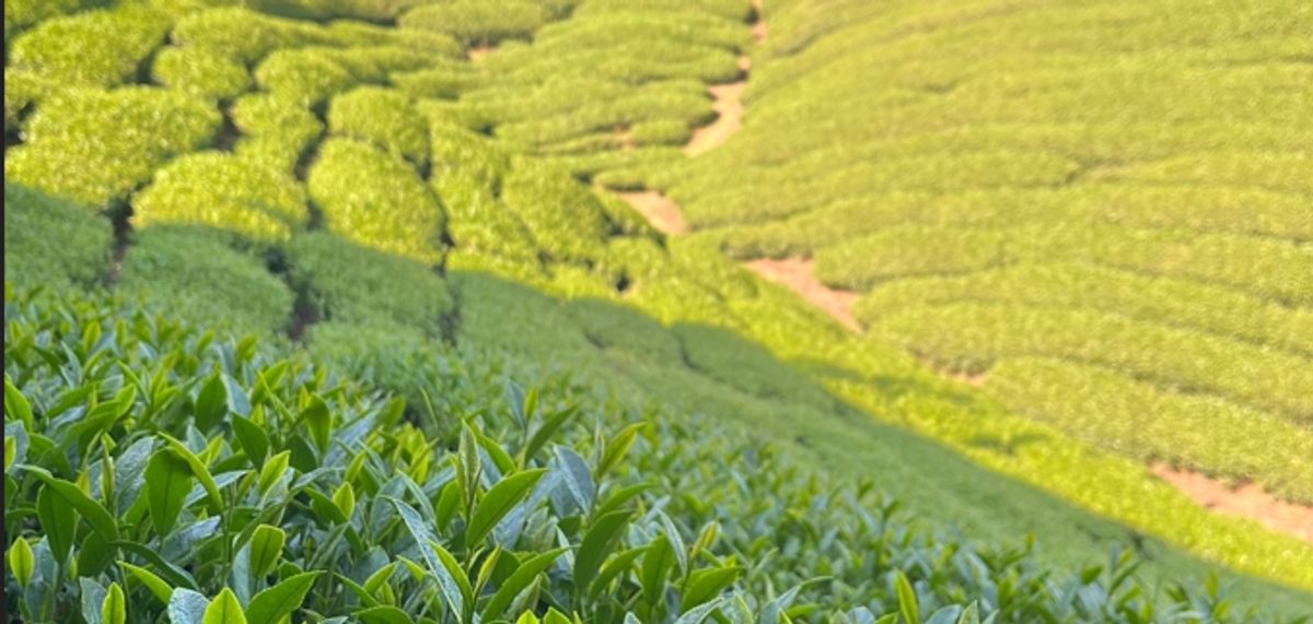 【尤揚茶莊】來自鹿谷山頭的問候：為什麼「剛好」才是最難的味道？