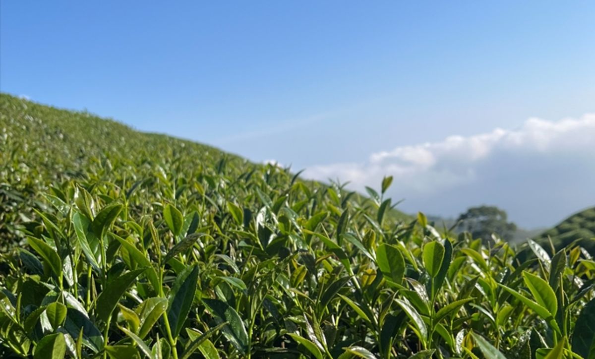 有些味道會被記得：解析尤揚茶莊的「減法製茶學」與鹿谷風土