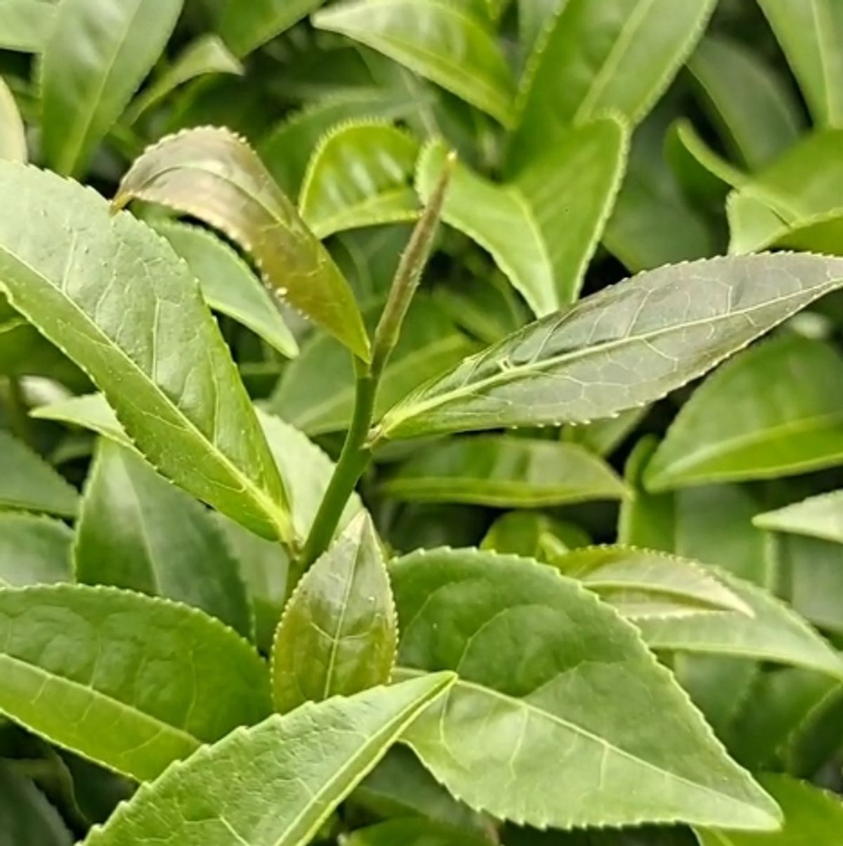 《什麼是永續茶園？台灣茶與土地共生的方式》