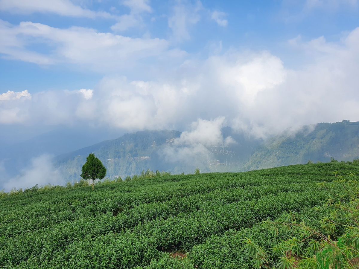 親人節送什麼？鹿谷茶禮推薦｜用一杯茶維繫關係｜尤揚茶莊