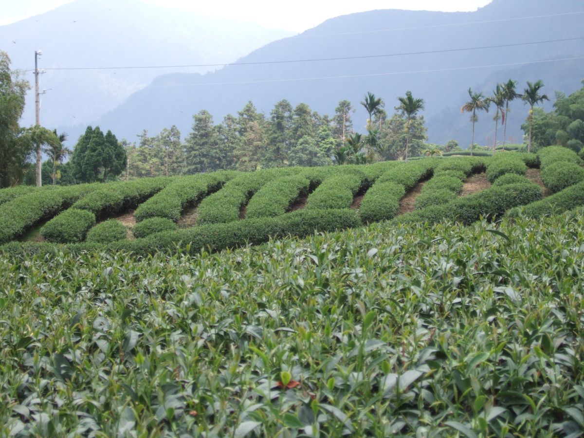 辦公室適合喝什麼茶？高效工作者的秘密：利用「茶節奏」提升專注力與壓力管理