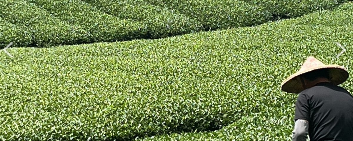 台灣烏龍茶推薦｜認識焙火茶風味與特色