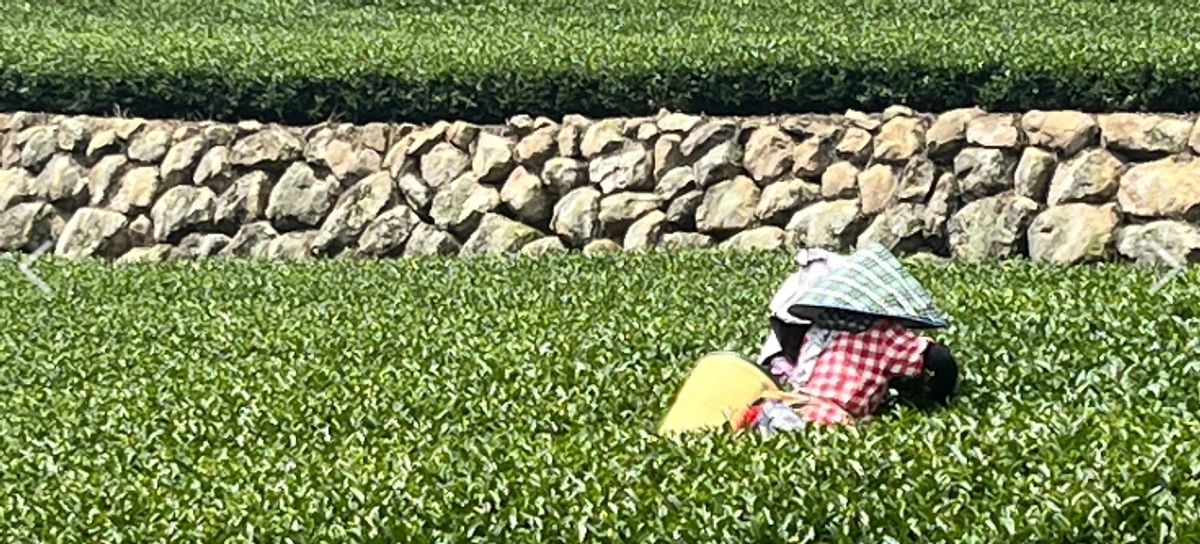 為什麼台灣高山茶這麼受歡迎？從產地到風味一次了解