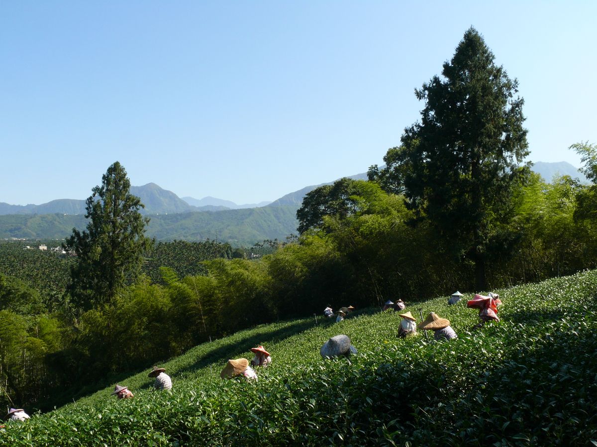 高山茶冷泡茶怎麼泡？夏天最適合的台灣茶喝法