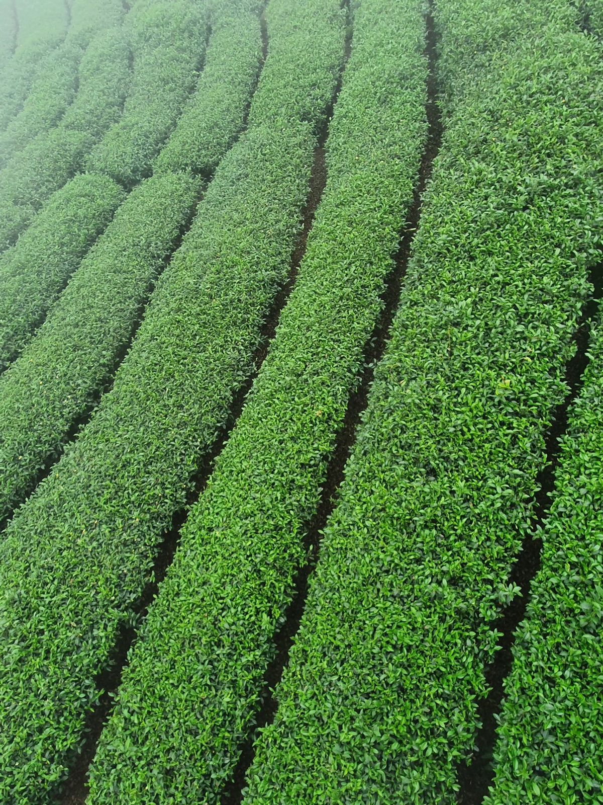 茶葉為什麼要「揉捻」？影響風味的關鍵工序