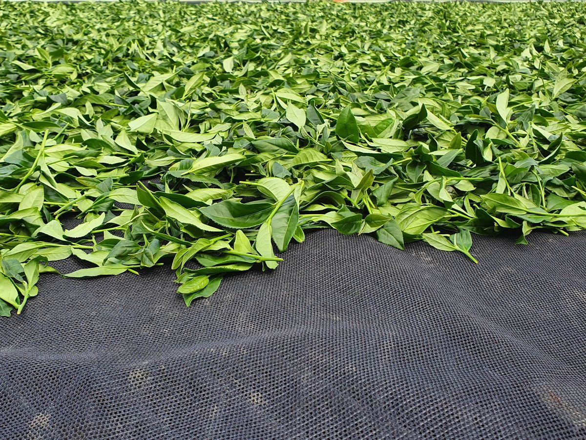 茶葉為什麼會「越放越香」？其實只有少數茶可以