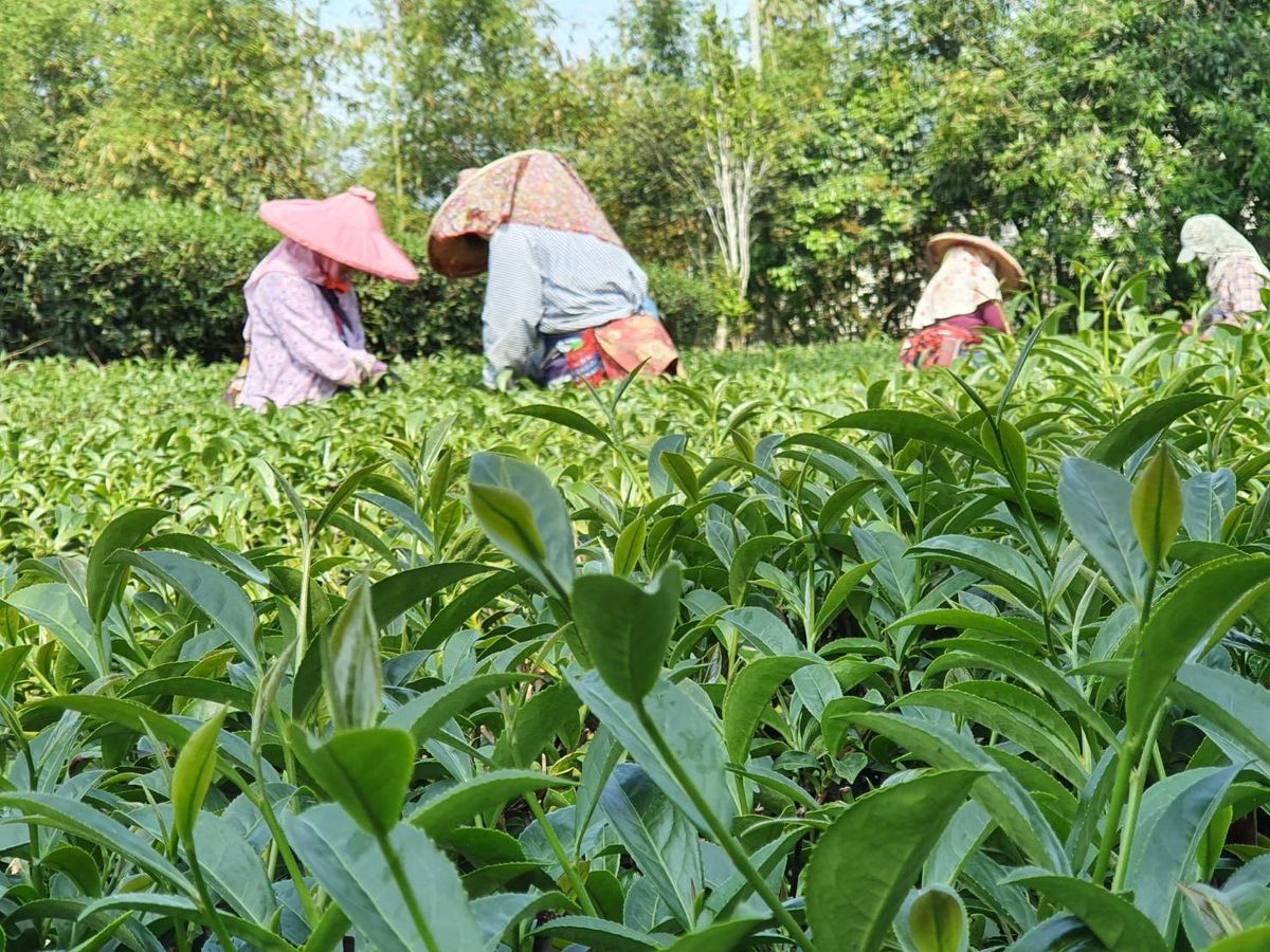 為什麼現在越來越多人開始「重新喝茶」？