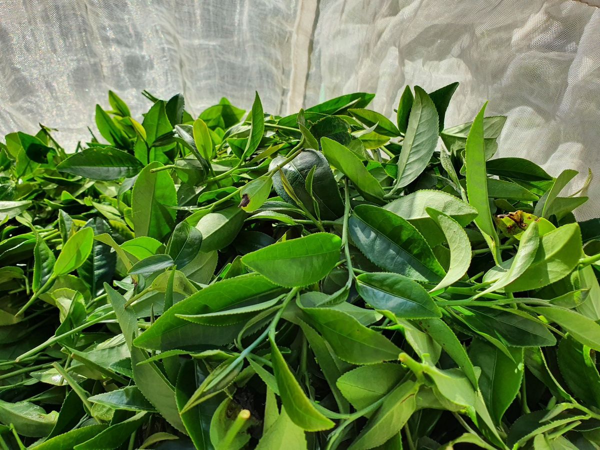為什麼越長大，越容易開始喜歡「清淡的茶」？