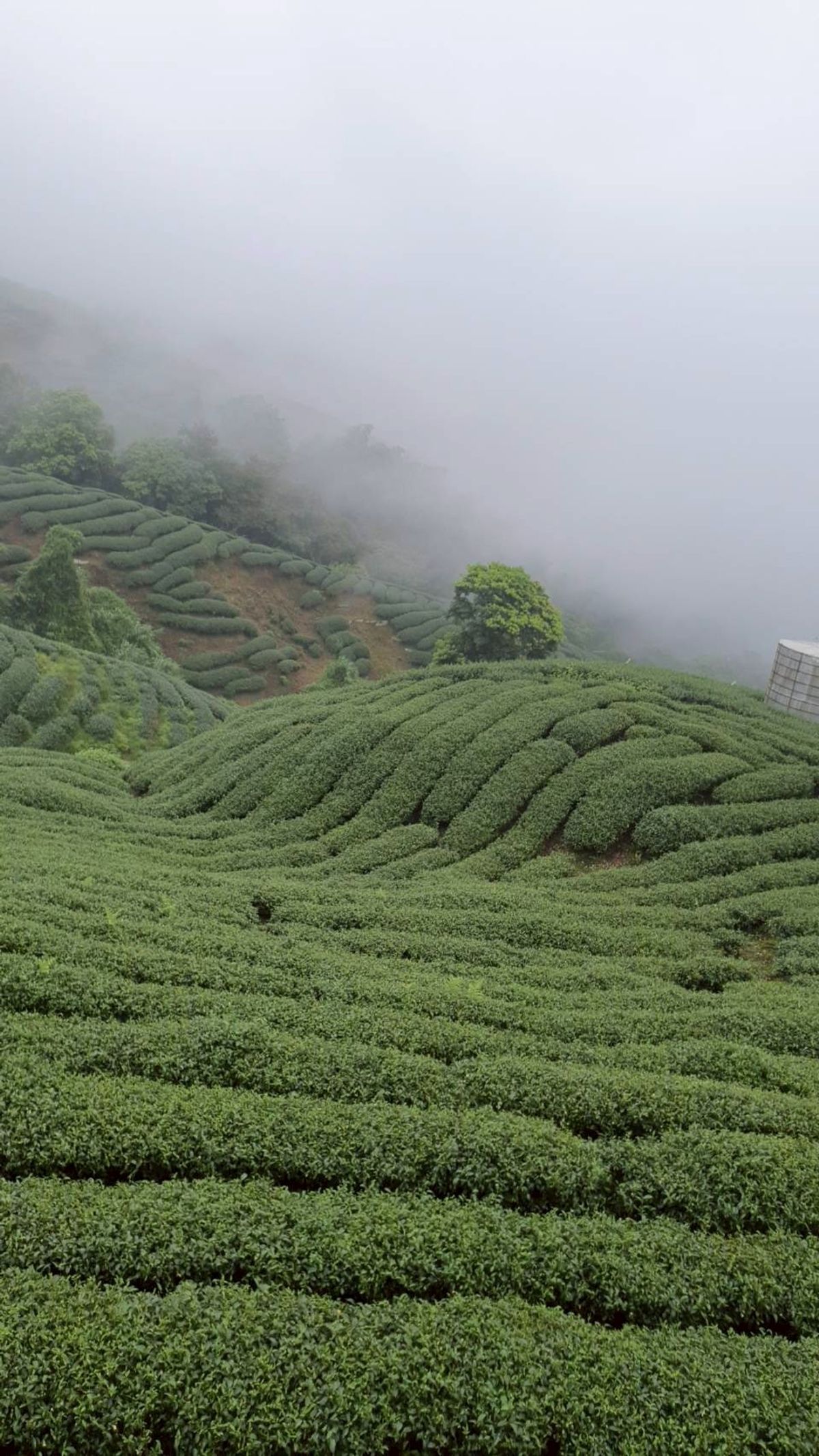 為什麼有些茶喝起來會「鎖喉」？