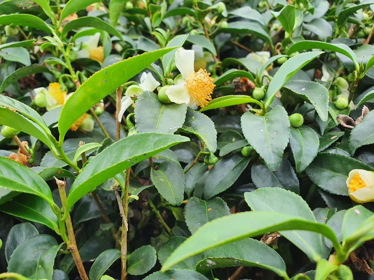 為什麼真正好的茶，不會讓人很累？
